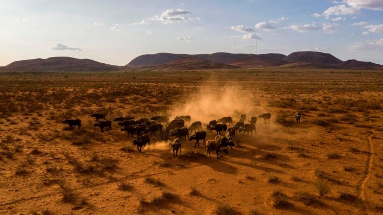 Büffel durchstreifen ausgetrocknete Gebiete in Südafrika