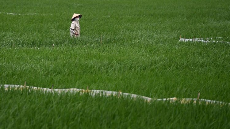 Agricultor na lavoura de arroz em Hanói
