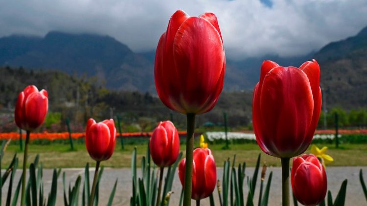 INDIA-KASHMIR-valley-tulips