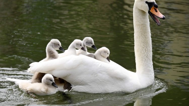A swan with cygnets on the River Ill in Strasbourg