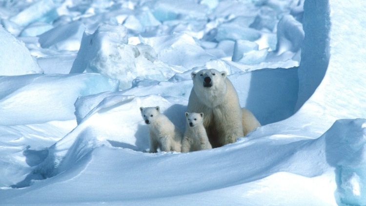 Une famille d'ours polaires dans le nord de l'Alaska, le 17 juillet dernier.