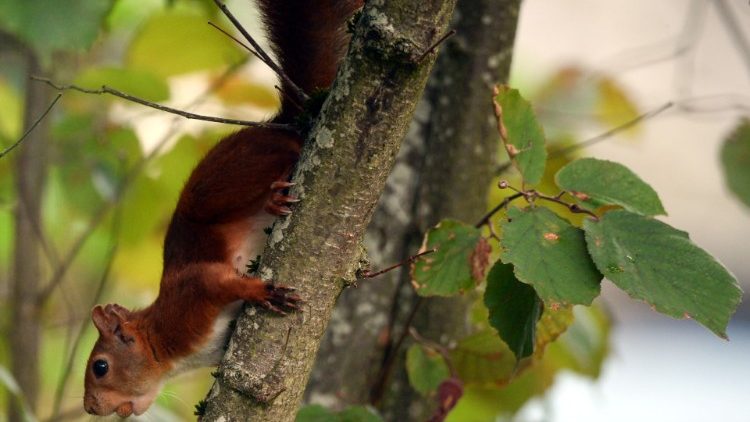 Eichhörnchen in Zentralfrankreich