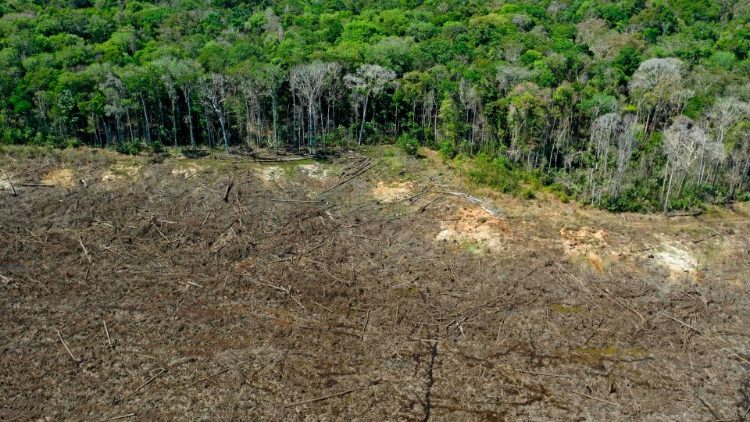 Deforestacja Amazonii to efekt wzmożonego zapotrzebowania na pola uprawne