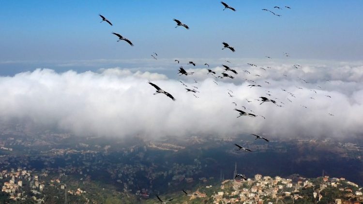 Sogar sie emigrieren: Kraniche über dem Berg Libanon südlich von Beirut