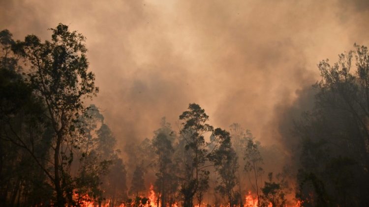 气候变化造成森林大火