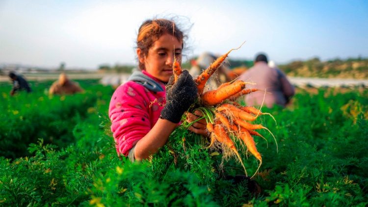 Ilustračná snímka z Gazy: Zber úrody