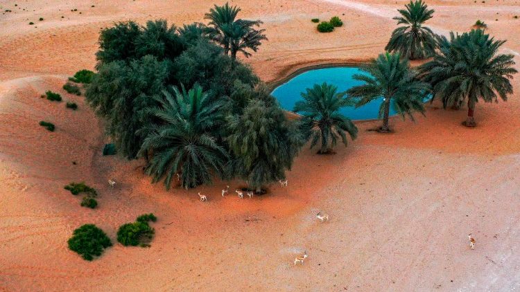 Oase in der Wüste der Vereinigten Arabischen Emirate