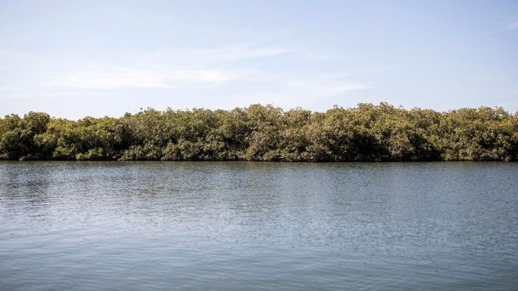 Una foresta di mangrovie in Senegal