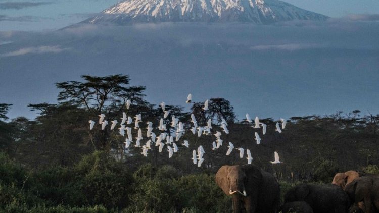 Diese Natur flößt schon Ehrfurcht ein: Blick auf den Kilimandscharo in Kenia