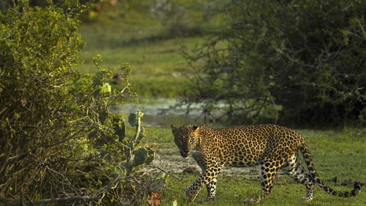 Un léopard, dans un parc national du Sri Lanka. Image d'illustration. 