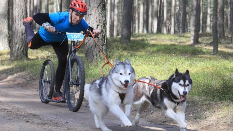 Bei einem Hunde-Wettrennen in Kernave (Litauen) am 1. Mai