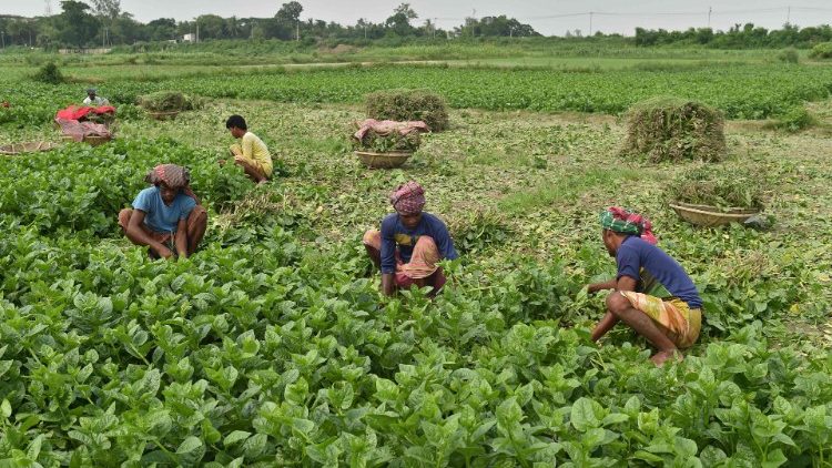 Cánh đồng  rau ở Bangladesh