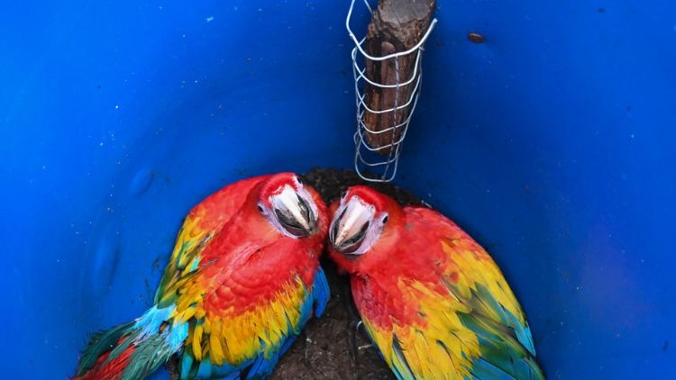 Papageien in einem Vogelschutzpark in Honduras