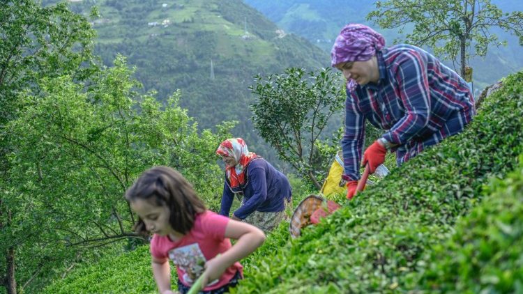 Teeanbau in der Türkei