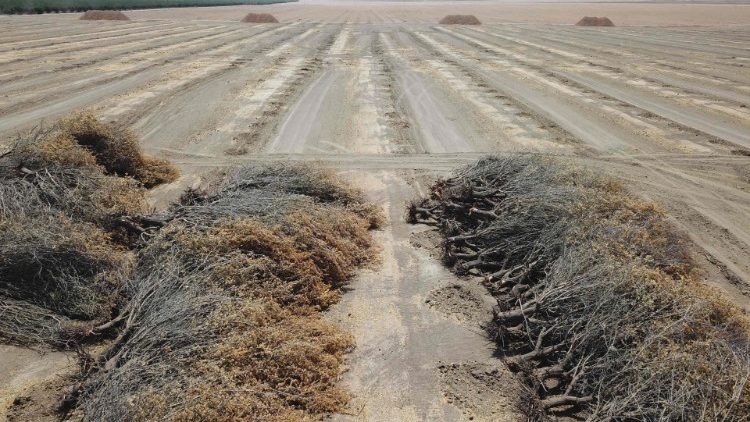 Mrtvé mandloně leží na otevřeném poli poté, co je farmář odstranil kvůli nedostatku vody na zavlažování, v Huronu v Kalifornii, městě v suchem postiženém Central Valley, 23. července 2021.