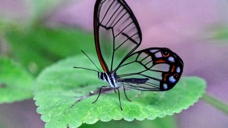 Mariposa: símbolo del equilibrio ecológico.