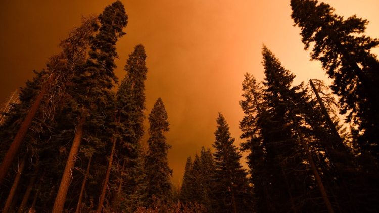 Une forêt de séquoias en feu en Californie, le 17 septembre 2021. 