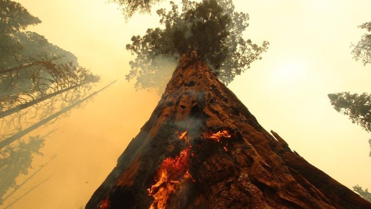 Flames spread up a giant Sequoia tree in the US state of California