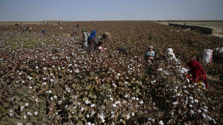 Children harvesting cotton in a field