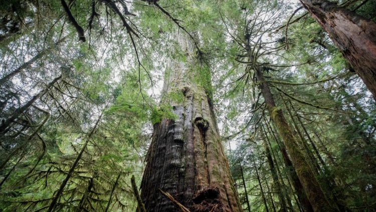 L'apporto delle foreste è fondamentale per il contenimento dell'anidride carbonica nell'atmosfera 