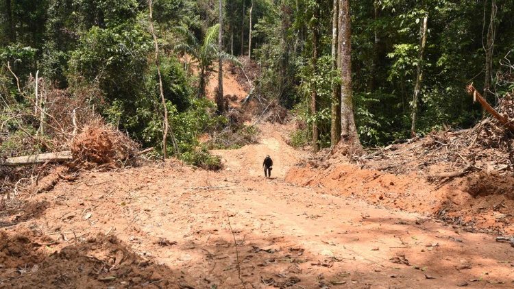 Un funcionario del estado de Pará, norte de Brasil, inspecciona un área deforestada en la selva amazónica (21-09-2021)