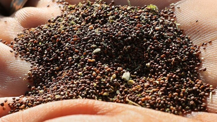 Thyme seeds are prepared to be planted in the Lebanese town of Kfartebnit as increasing numbers of Beirut residents go back to their ancestral villages to cultivate the land amid the spiralling economic crisis