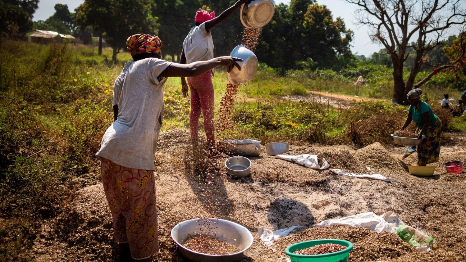 República Centroafricana: Obispos denuncian la degradación del ecosistema -  Vatican News