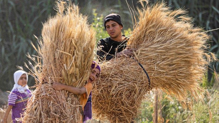 Agricultores egípcios colhem trigo na vila de Bamha, perto da cidade de al-Ayyat, na província de Gizé, cerca de 60 quilômetros ao sul da capital, em 17 de maio de 2022. (Foto de Khaled DESOUKI / AFP)