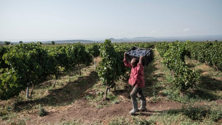 Weinbauern in Äthiopien 