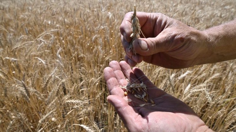 A Ukrainian farmer shows grains of wheat in a field in Ukraine