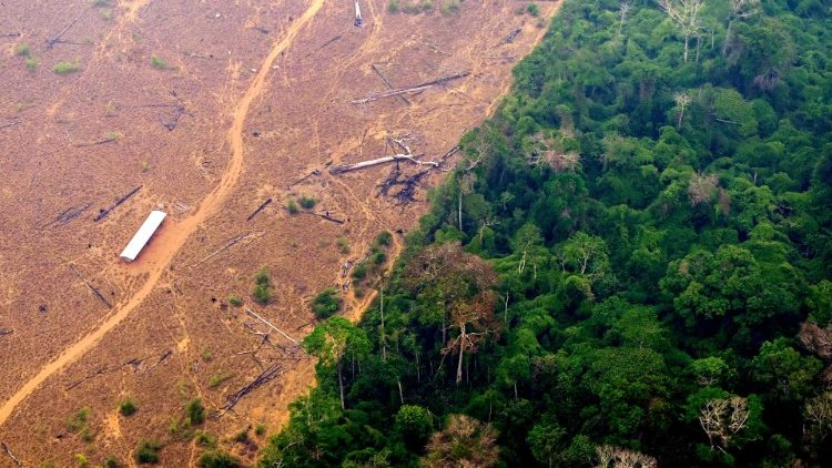 Brutale Abholzung im Regenwaldgebiet