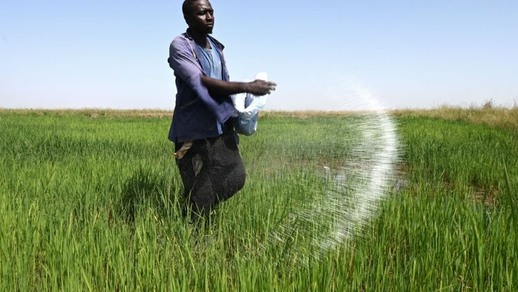 Un ouvrier agricole épand de l'urée sur une rizière dans le village de Ciagaar, près de Rosso, dans la vallée du fleuve Sénégal, le 27 octobre 2022. 