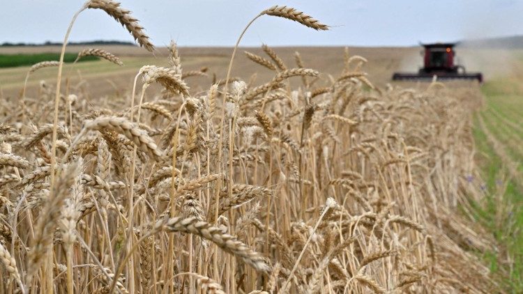 Crisi del grano, conflitto tra Russia e Ucraina (AFP)