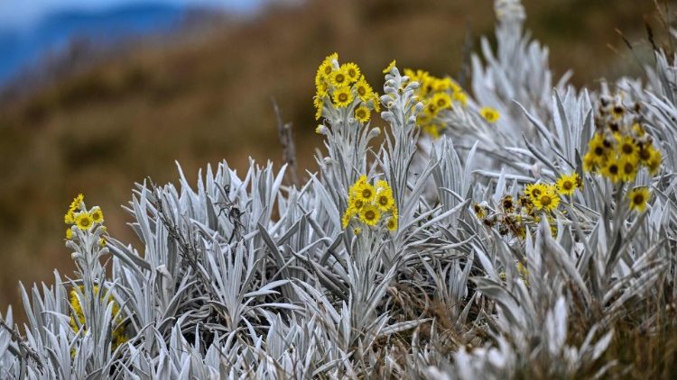 Frailejon flowers in the Paramao del Almorzadero, Colombia