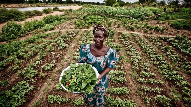 Жена, която събира реколта на полето, 21.06.2018