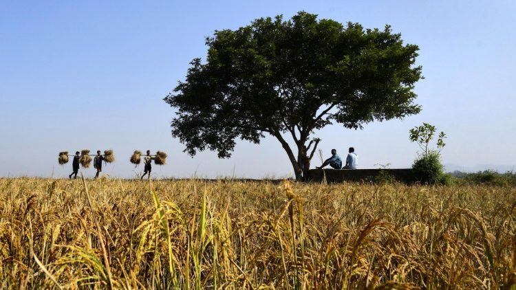 Đời sống thường nhật của người nông dân Ấn độ