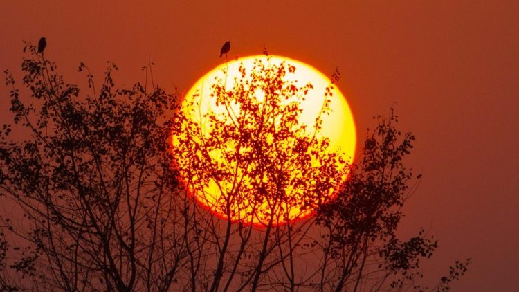 Last 2018 sunset in Nepal and birds perched on the tree have wondrous view