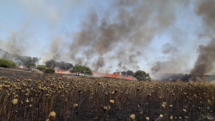 Vorsätzlich gelegte Brände kommen in Italien immer wieder vor