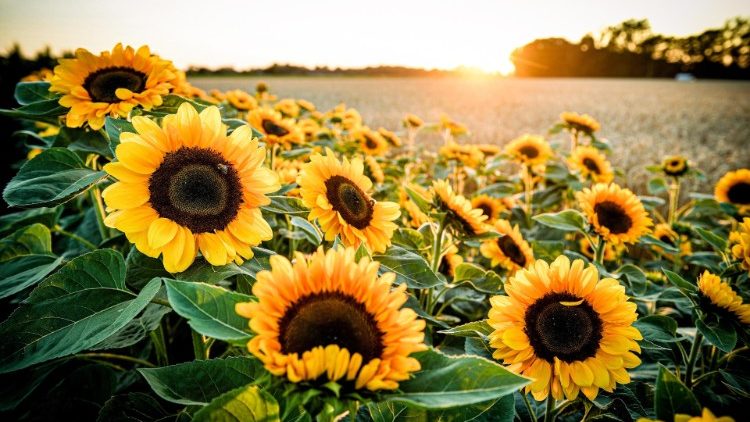 Sun Flowers bloomed in the heat waves of European summer