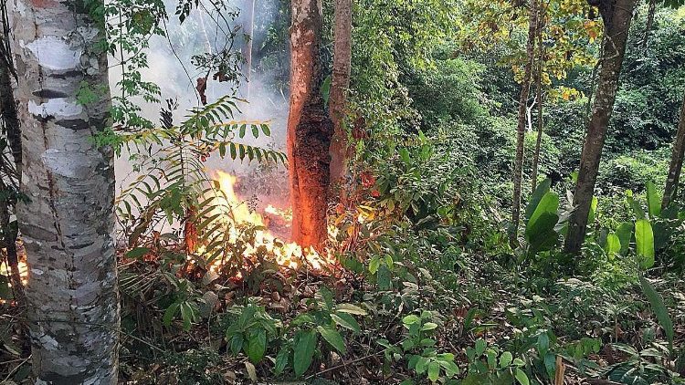 Амазонската джунгла  гори с тревожна скорост