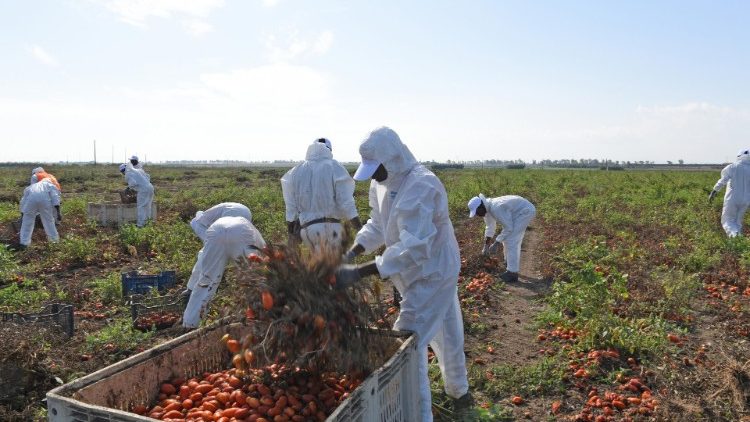 Colheita de tomate emprega milhares de migrantes no sul da Itália  (ANSA)