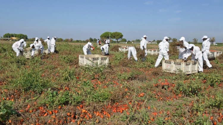 La première filière éthique de récolte des tomates lancée l'an dernier dans la campagne de Foggiano, en Italie.