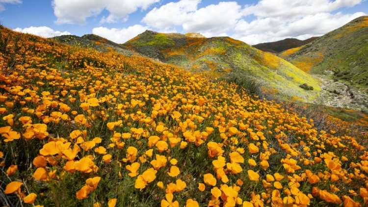 Poppy fields bloom near Lake Elsinore, California, in the spring