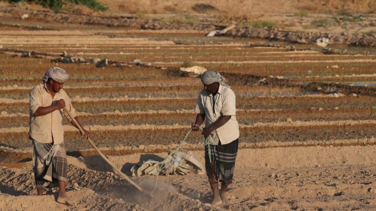 Lavoratori dei campi in Yemen