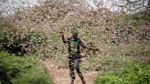 UNO schlägt Alarm: Heuschreckenplage überzieht Ostafrika