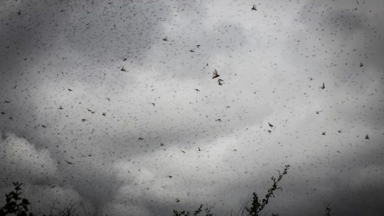 Large swarms of desert locusts threaten Eastern Africa's food security