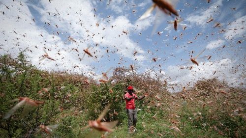 Continua l'emergenza locuste in Africa orientale
