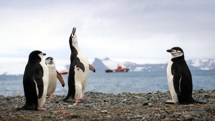 Des penguins sur l'Antarctique, le 16 janvier 2020.