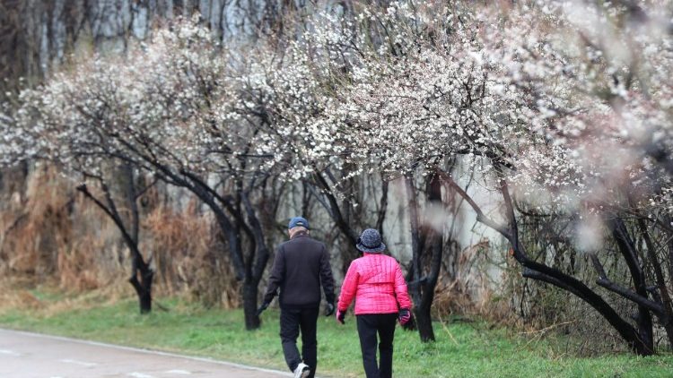Un couple de Coréens en promenade sous des abricotiers en fleur, Séoul, le 10 mars 2020