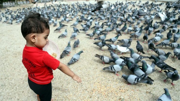 Menino paquistanês alimenta os pombos em Karachi, Pakistan